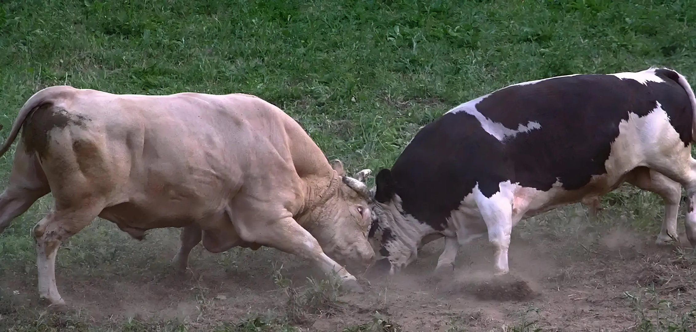 公牛压倒雄鹿,取得三连胜 公牛压倒雄鹿,取得三连胜